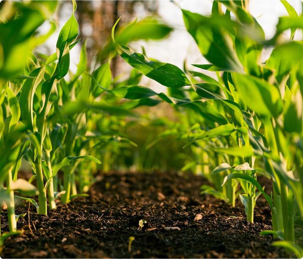 Young maize seedlings growing from rich soil